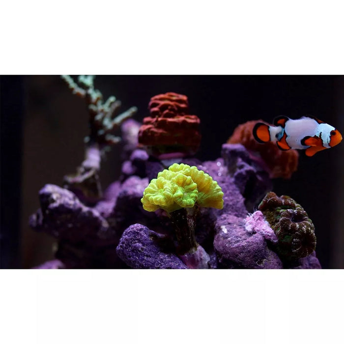 Bulk Reef Supply DeskMate 4.8 Gallon AIO Nano Tank Bundle