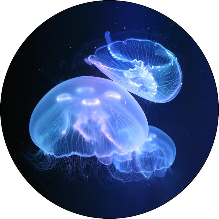 Jellyfish Art Large/Medium Moon Jellyfish (3 Pack)